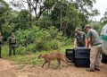VIDA SELVAGEM: ONÇA ATACADA VOLTA À NATUREZA EM SP