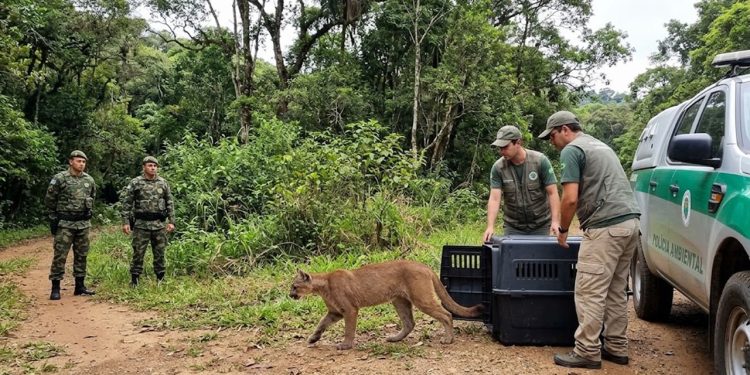VIDA SELVAGEM: ONÇA ATACADA VOLTA À NATUREZA EM SP